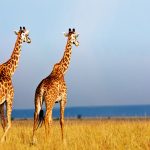 giraffes-wild-two.jpg.1080x0_q100_crop-scale