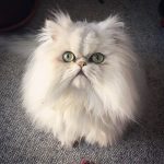 Persian Cat