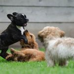 Why a Dog Daycare is a Good Idea for Your Pet