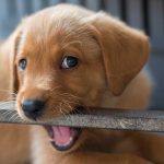 Puppy-Teething-Ages-And-Stages-LS-long