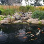 koi pond