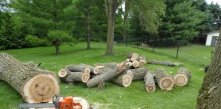 Tree-Removal-Companies