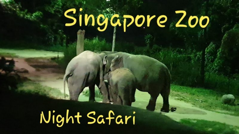 Night Safari