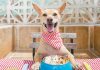 Pet Supplements: What Your Dog Needs to Live and Stay Healthy