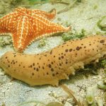 Underwater creature, three-rowed sea cucumber, Isostichopus badionotus, on the seabed with a starfish in background, Caribbean. Image shot 2015. Exact date unknown.