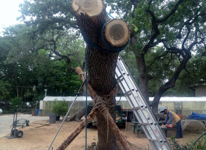 San Antonio Tree Removal Service