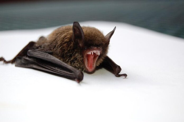 Bat Infestation
