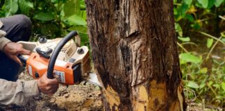 Removing Trees for New Homeowners