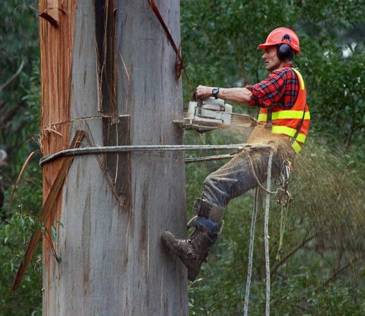 Arborist Melbourne