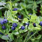 5 Qualities for an Excellent Blueberry Picker