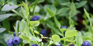 5 Qualities for an Excellent Blueberry Picker