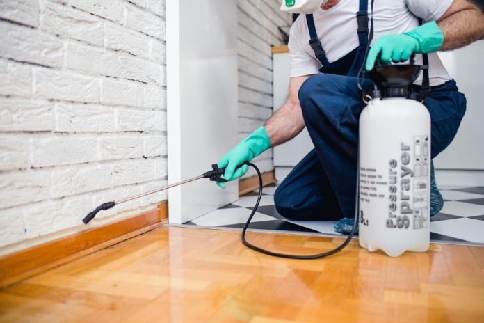 How Much Does It Cost to Hire a Pest Removal Company