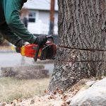 Tree Stump Removal Services