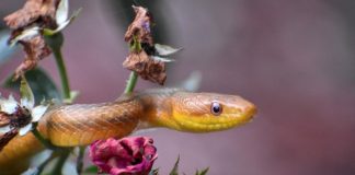 5 Tips for Keeping Snakes Out of Your Yard