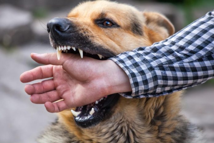 7 Key Steps to Take After Sustaining a Dog Bite Injury
