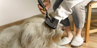 7 Dog Grooming Tips To Make Them Look Good