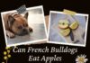 Can French Bulldogs Eat Apples