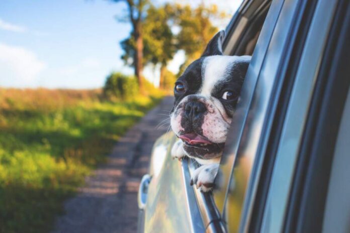 Tips for Keeping Your Dogs Safe on the Road
