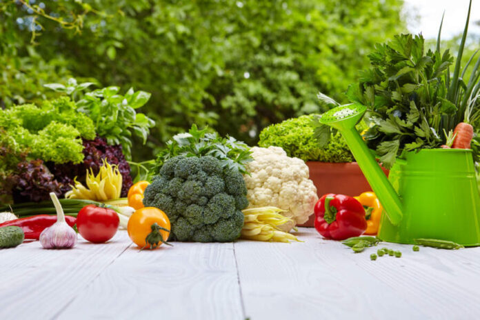 Easiest Vegetables for Beginner Gardeners