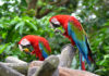 Raising Red Parrots
