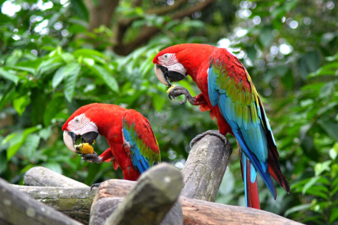 Raising Red Parrots