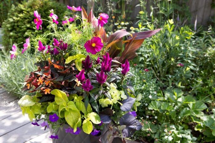 Summer Plants and Flower Pots