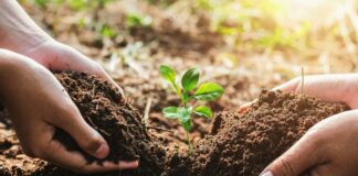 Best Plants for Fighting Soil Erosion