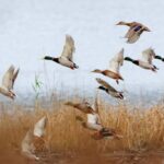 Mallard duck flying over the lake