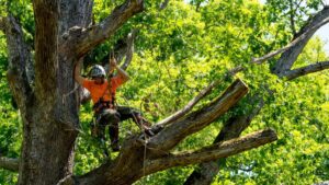 Improve skills in a tree service near me