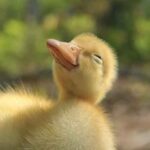 Happy duck