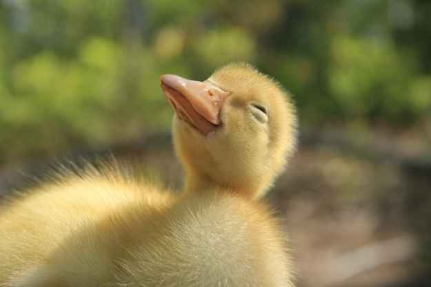 Happy duck