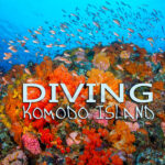 Diving in Komodo National Park