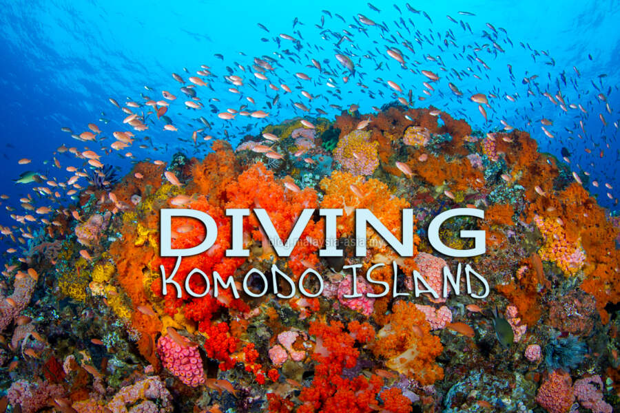 Diving in Komodo National Park