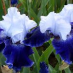 Iris Day