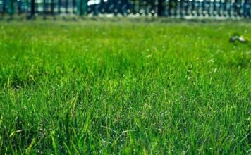 St Augustine grass turned to straw