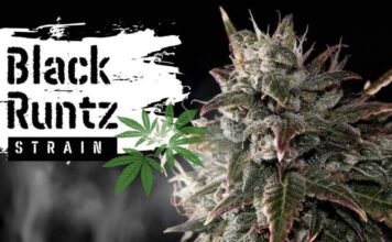 Black Runtz Strain