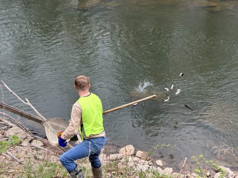 Wv Dnr Trout Stocking Schedule 2024 Prudy Consolata