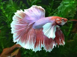 betta fish for sale