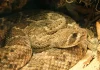 western diamondback rattlesnake