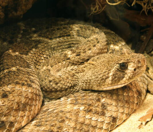 western diamondback rattlesnake