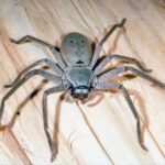 Huntsman Spider