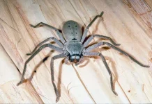 Huntsman Spider