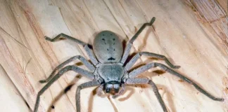 Huntsman Spider