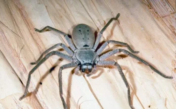 Huntsman Spider